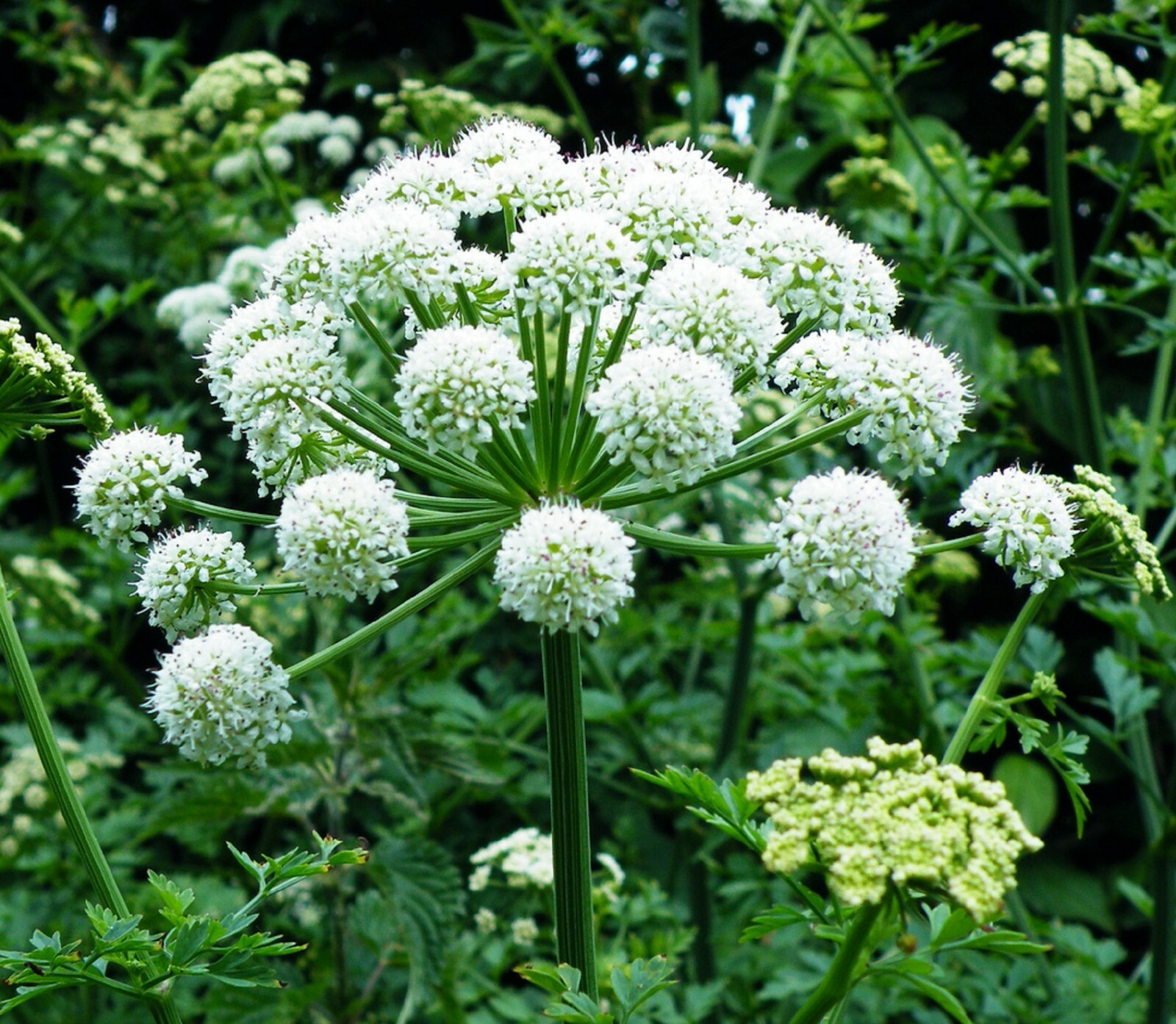Angelica sinensis Seeds – Dong Quai Female Ginseng Perennial Herb – 50/100/200