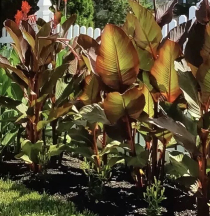Canna Bulbs Red Flowers Tall Plants ONE Bronze Leaf Lily Rhizome