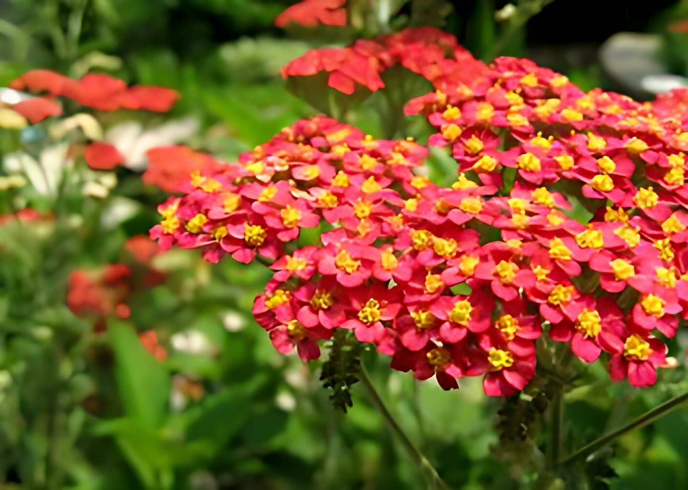 Red Yarrow | Achillea millefolium rubra | Heirloom Garden Perennial | 100+ SEEDS