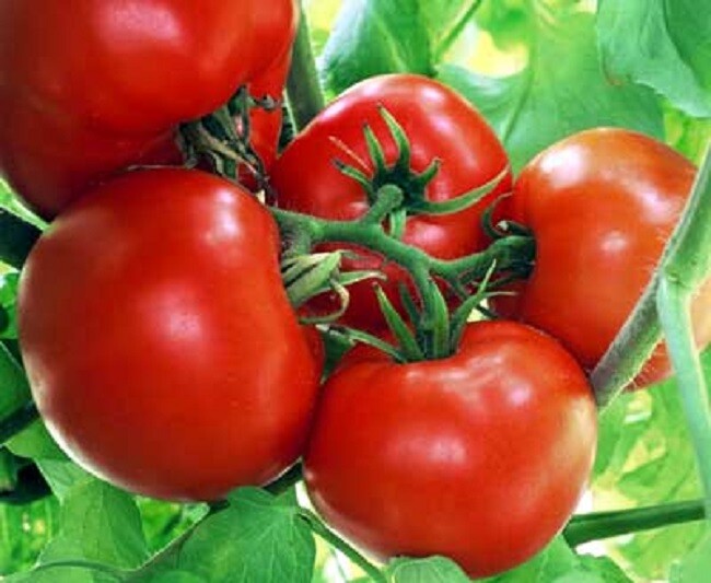Tomato Seeds 25 thru 500 Seeds Tomato Box Car Willie