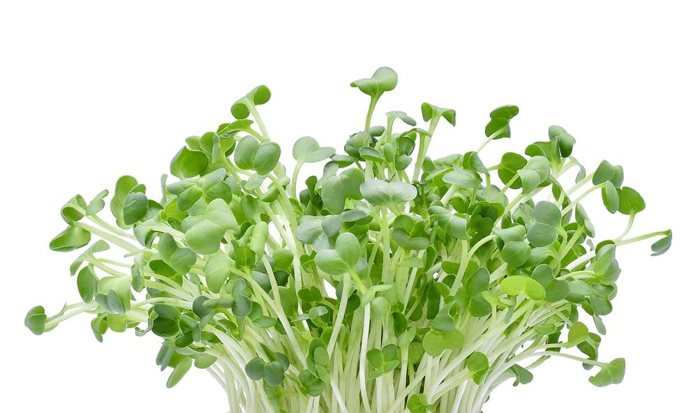 Alfalfa Microgreens Seed (250 Seeds) Easy and Fast Growing, Very Healthy Microgr