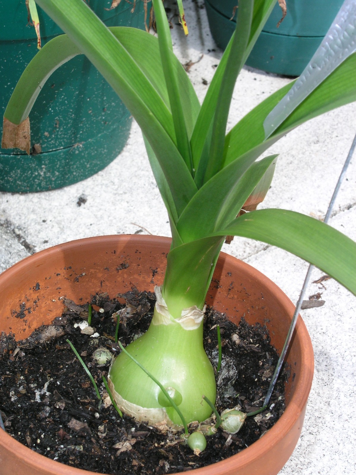 Ornithogalum Caudatum, Sea Onion, Pregnant Onion, 6 bulbs