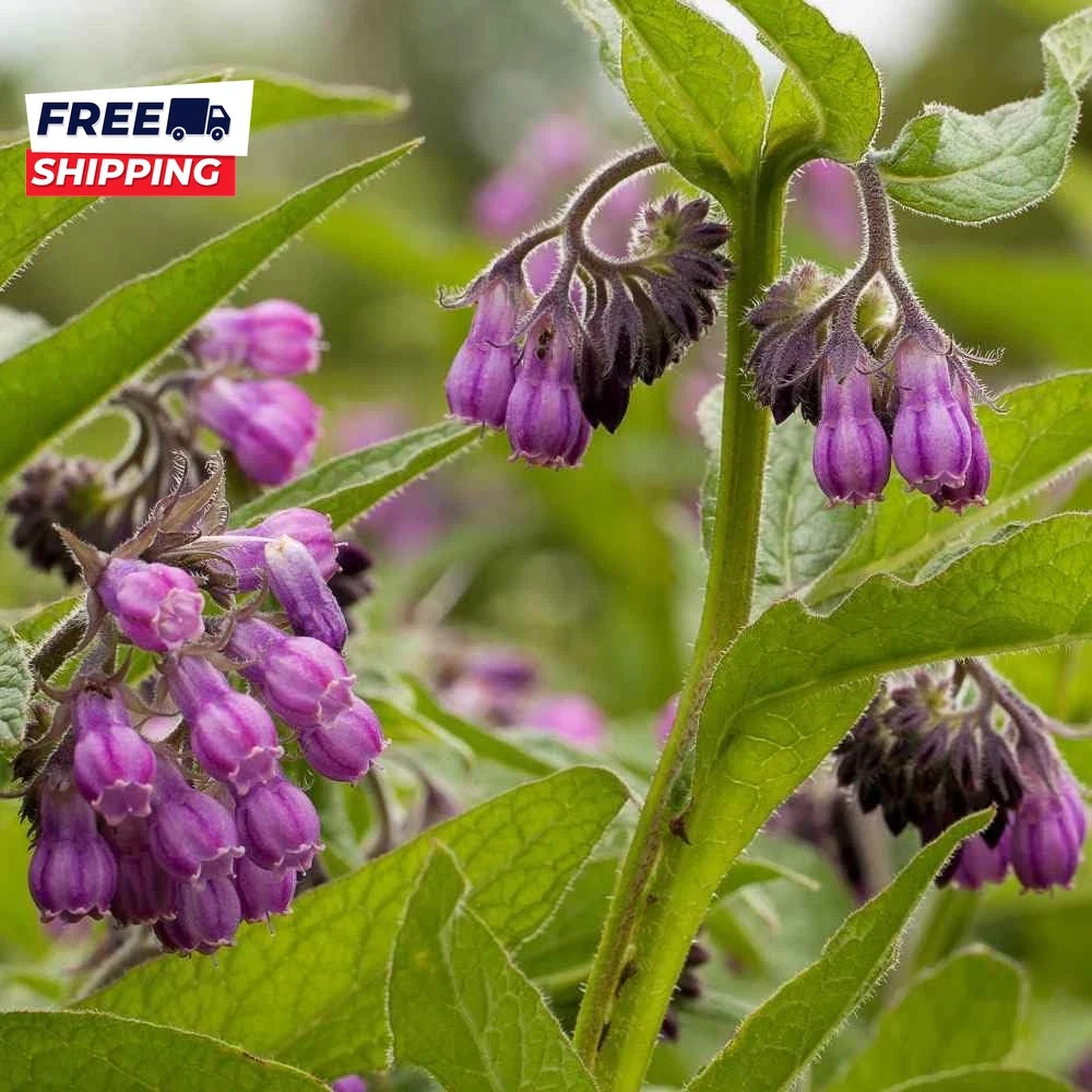 80 Symphytum Officinale Comfrey Seeds Non-Gmo Heirloom Fresh Garden Seeds