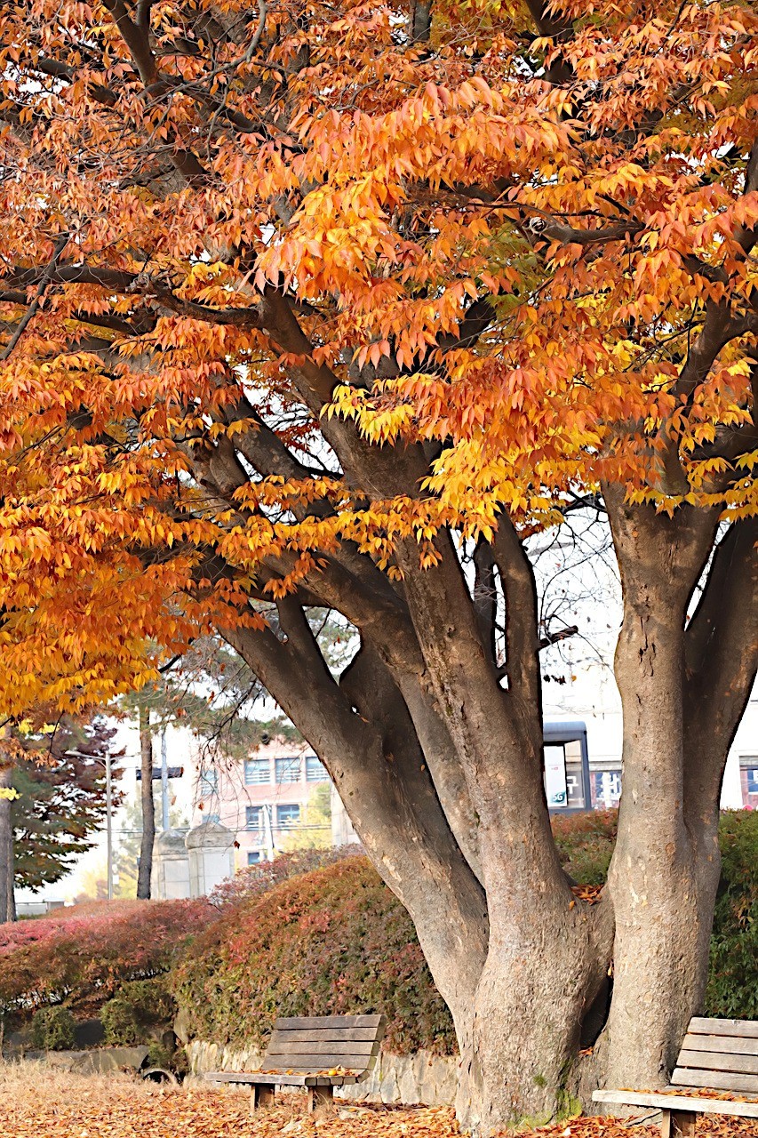 10 Japanese Grey Bark Elm (Zelkova serrata) Tree Seeds Bonsai Very FAST Growing!