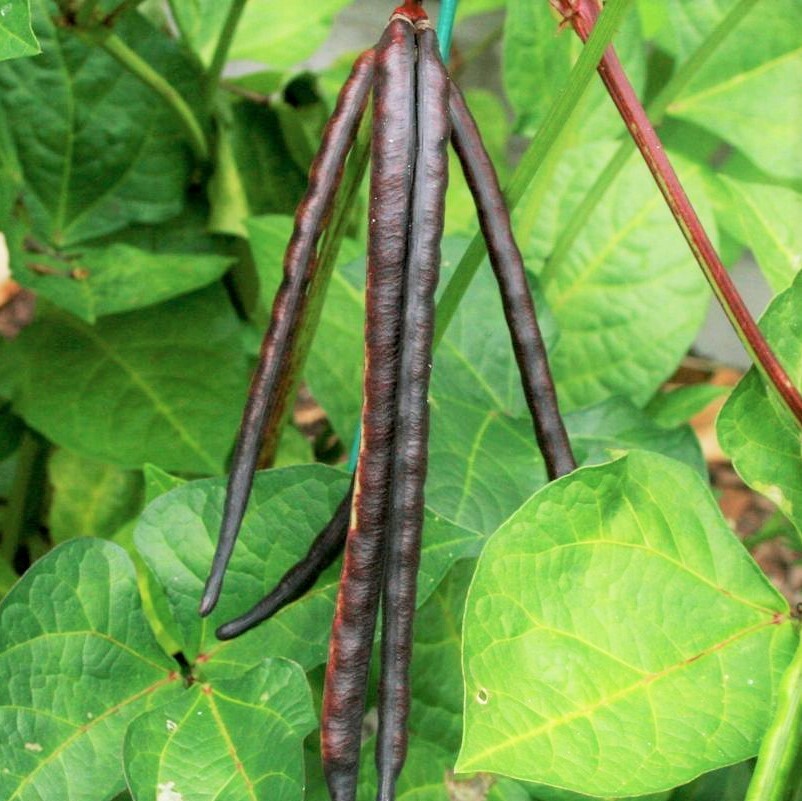 Knuckle Purple Hull Cowpea | Brown Crowder Purplehull Field Cow Pea Seed 2024