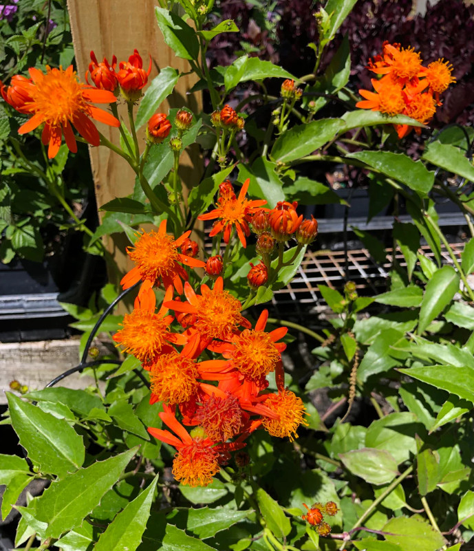 Set 2 Mexican Flame Vine Plant – 3-6″ Tall – Fast-Growing Tropical Climbing Vine