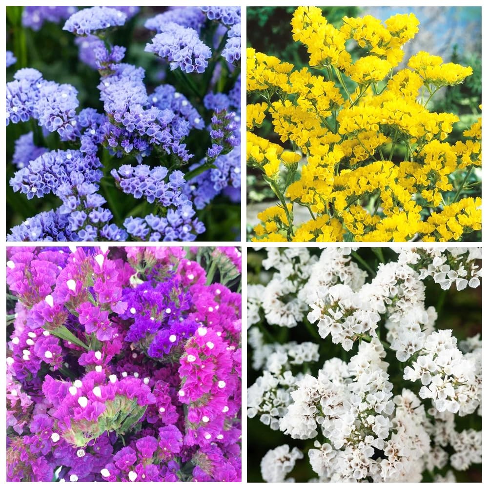1000+ Perennial Limonium Statice Flower Seeds for Planting Non-GMO Mixed
