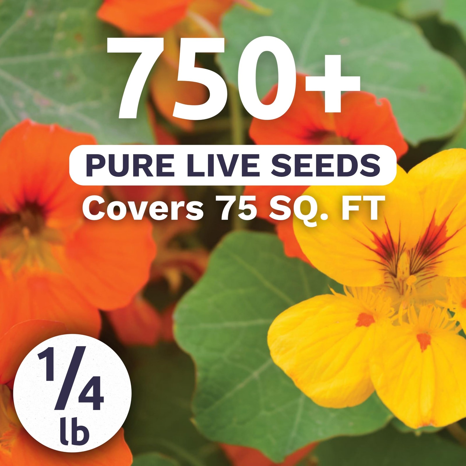 Nasturtium Jewel Mix Flower Seeds, Tropaeolum Majus Planting Bulk 1/4lb 750