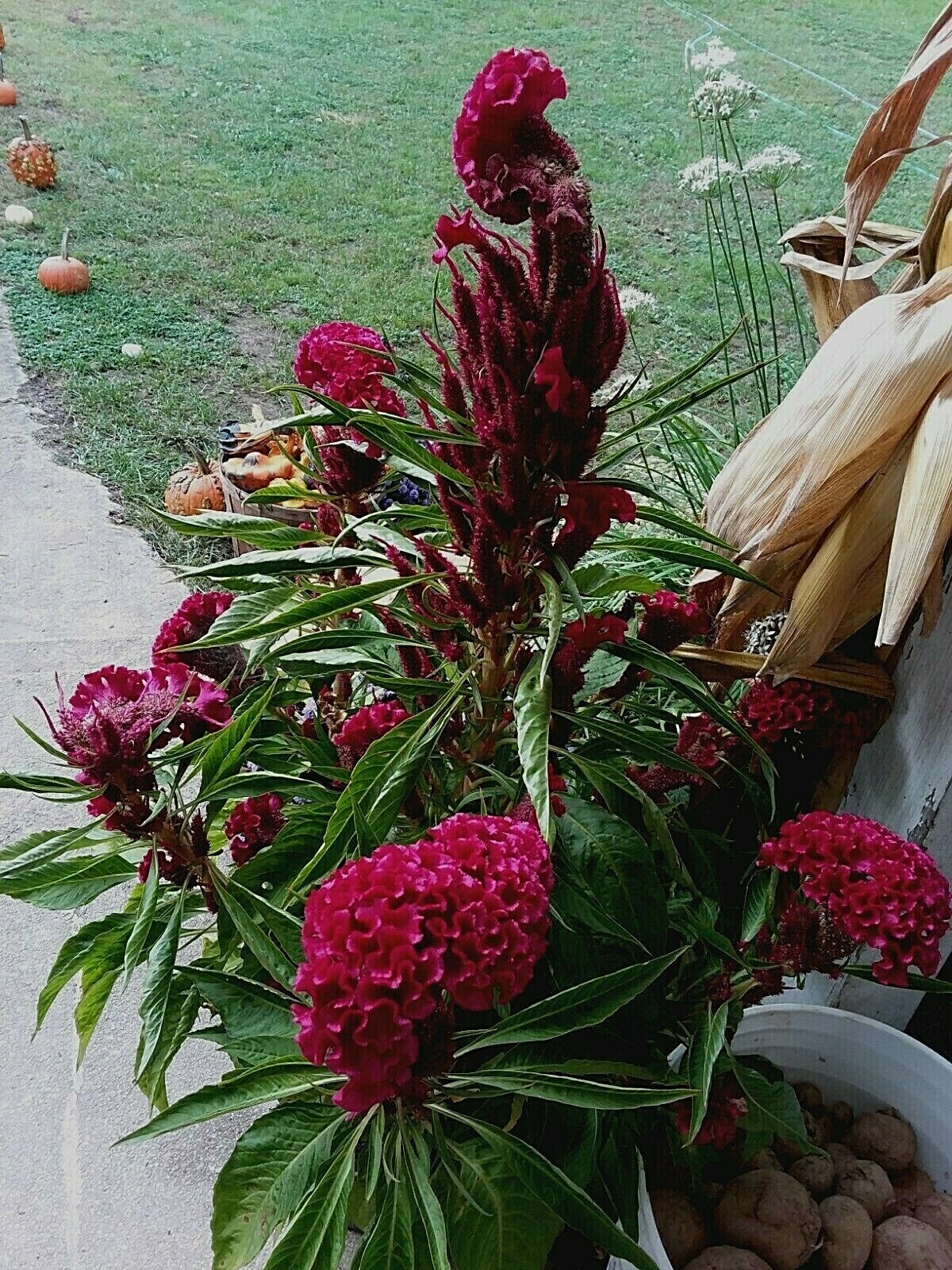 Dark Purple Brain Celosia – 50 Seeds – 3-4 ft tall – Comb. S/H