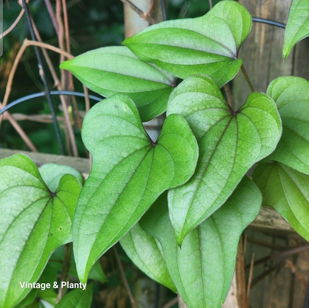 *15*TUBERS ONLY* Bulbs Chinese Yam Dioscorea Plant Herbal Medicinal Hmong TCM