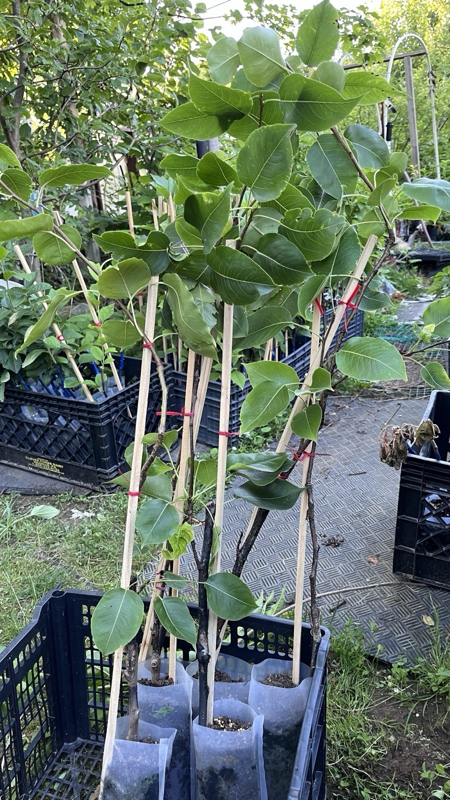 2-3 ft tall Shin Li Asian hybrid pear tree, grafted plant 2 year old