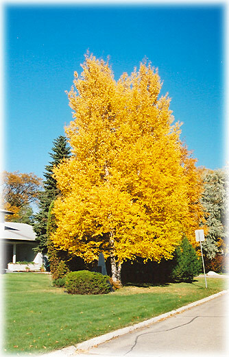 Paper Birch, Betula papyrifera, Tree Seeds (Fast, Hardy, Fall Color)
