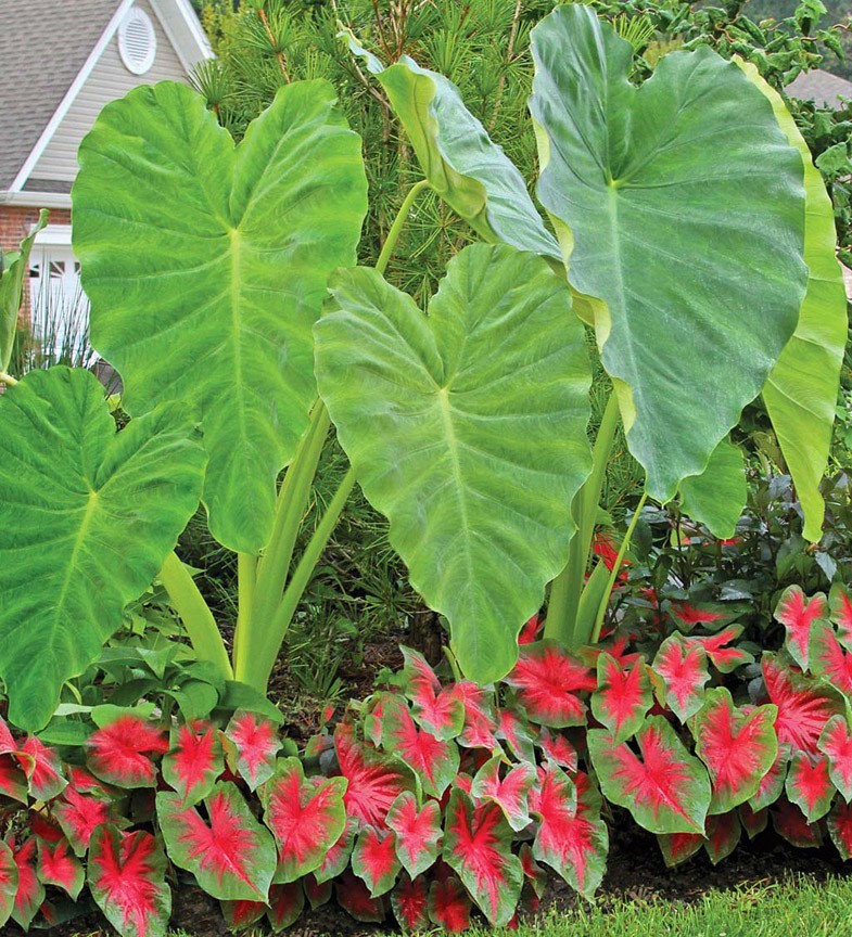 1 LIVE Colocasia Esculenta Elephant Ear Taro Gabi Kalo Eddo Bulbs READY to GROW