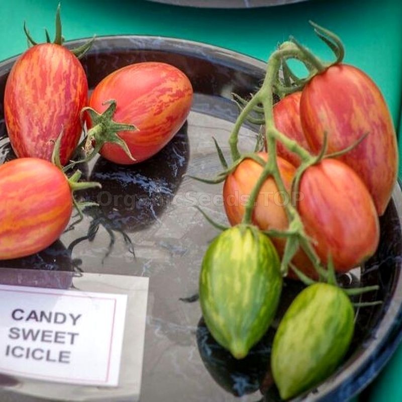 10 seeds Candy Sweet Icicle Tomato Large Cherry Rare Variety Indeterminate