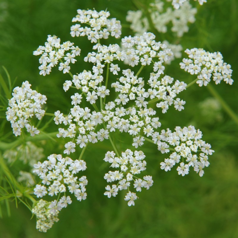 Caraway Seeds, Herb, NON-GMO, Garden Planting, Variety Sizes, FREE SHIPPING