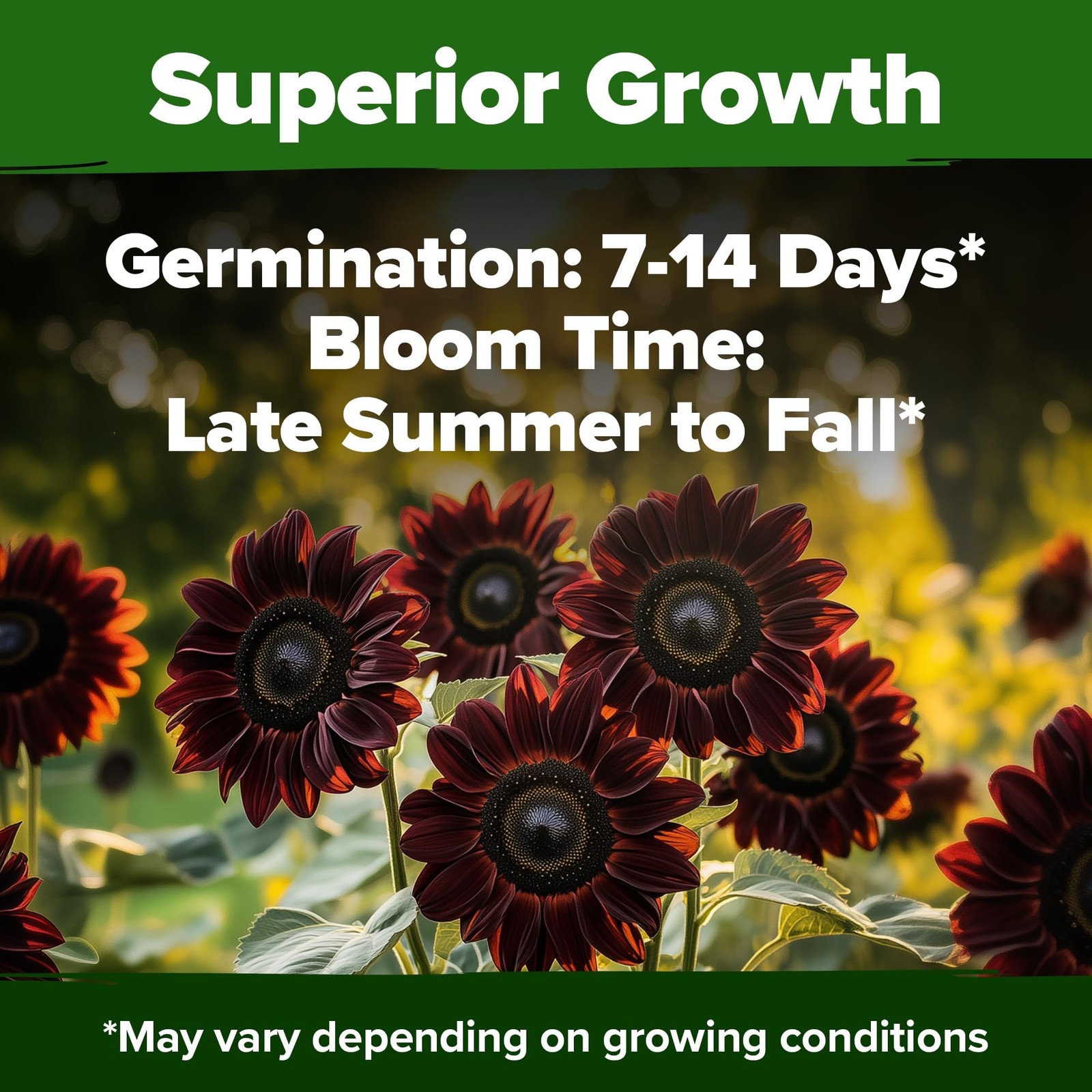 Chocolate Cherry Sunflower Seeds – 150 Heirloom Non-GMO Seeds – Burgundy Sunf…