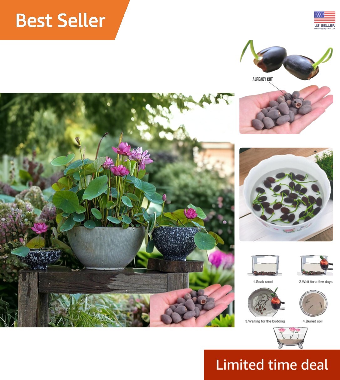 12pcs Mixed Pink, Red & Green Color Bowl Lotus Seeds for Planting Beautiful W…