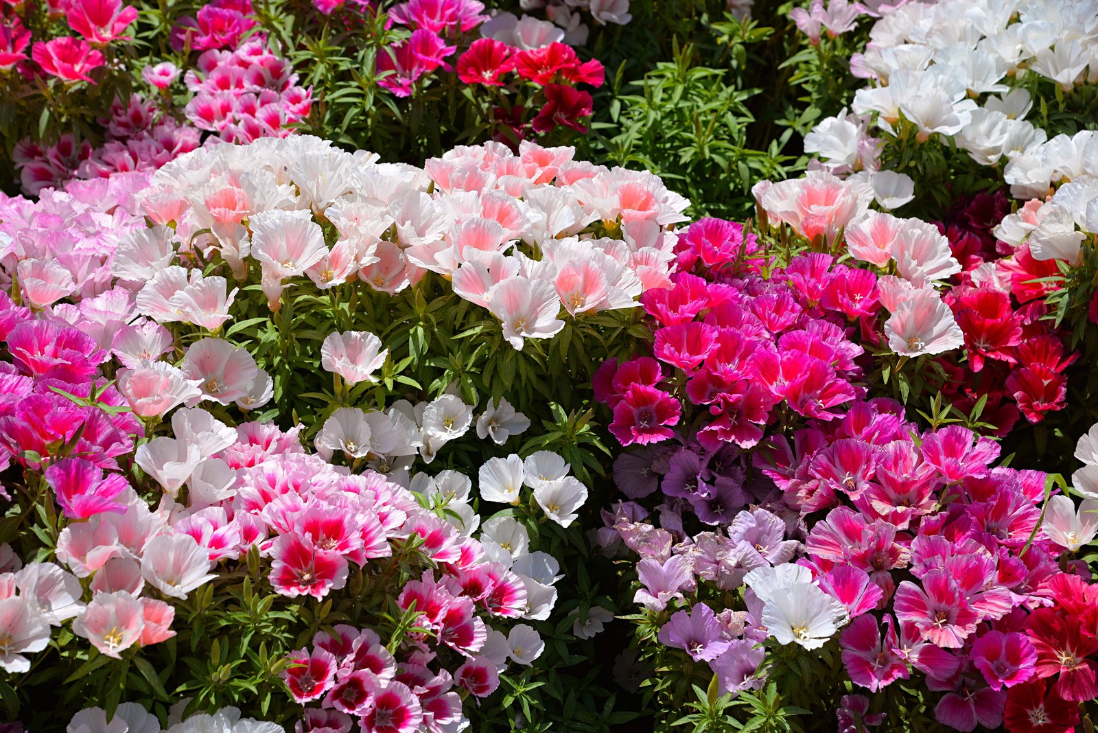 500 DOUBLE DEUCES GODETIA Grandiflora Clarkia Amoena Mixed BiColor Flower Seeds