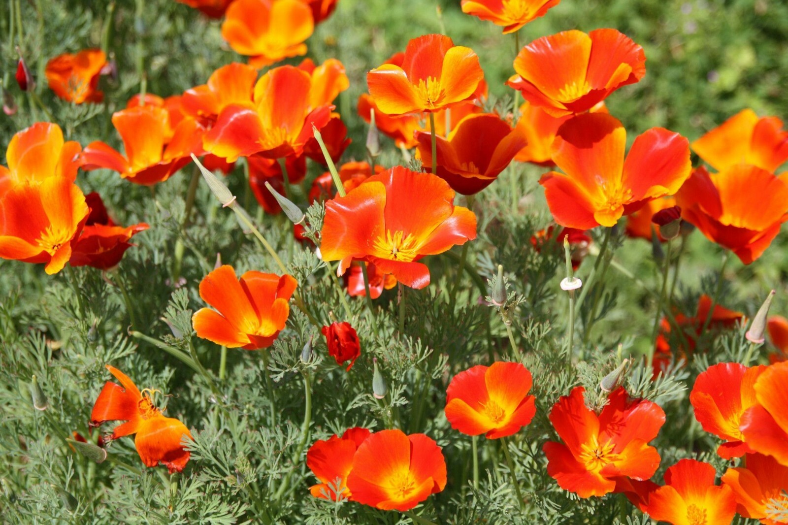 Mikado California Poppy Seeds 250+ Flower Eschscholzi Californica USA FREE S&H