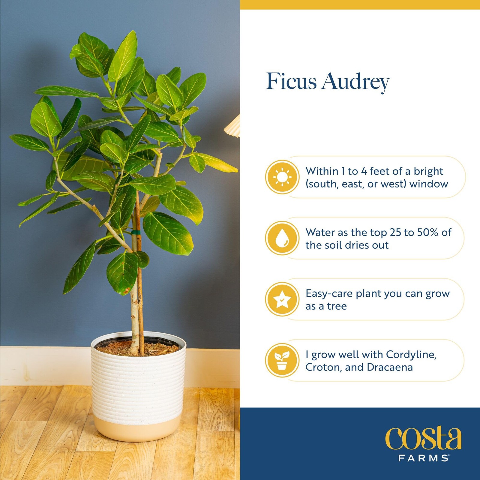 Ficus Audrey Tree Live Plant in Decorative Pot, Large Indoor Houseplant, Perf…