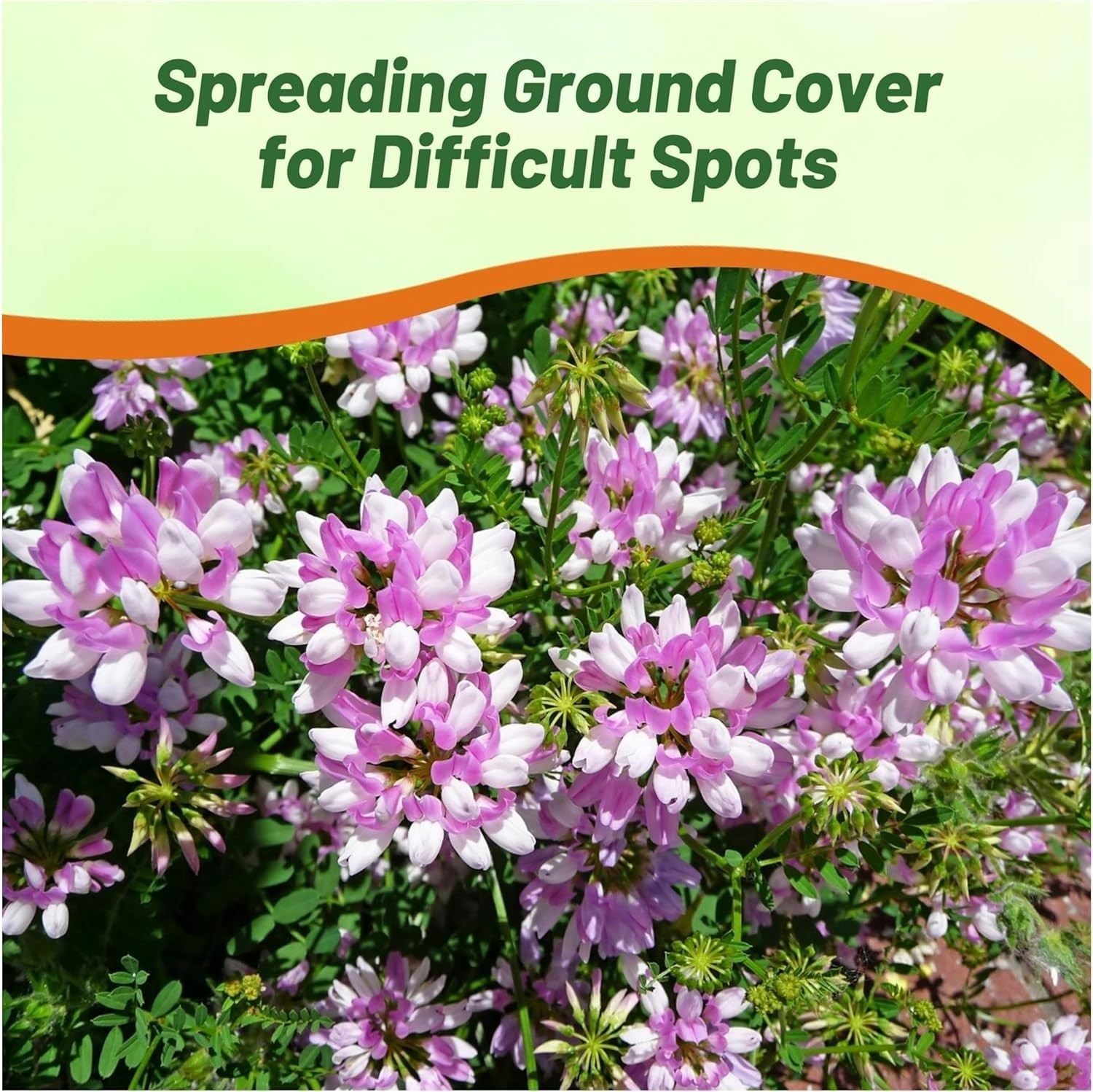 Drought-Tolerant Ground Cover Seeds – 1 lb