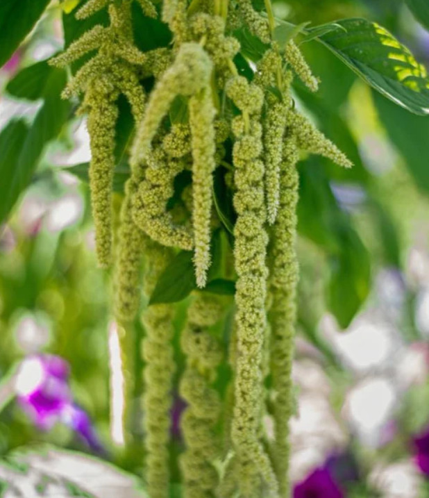 Amaranth GREEN TAILS Foxtail Tasselflower Amaranthus viridis Non-GMO 1000 Seeds!