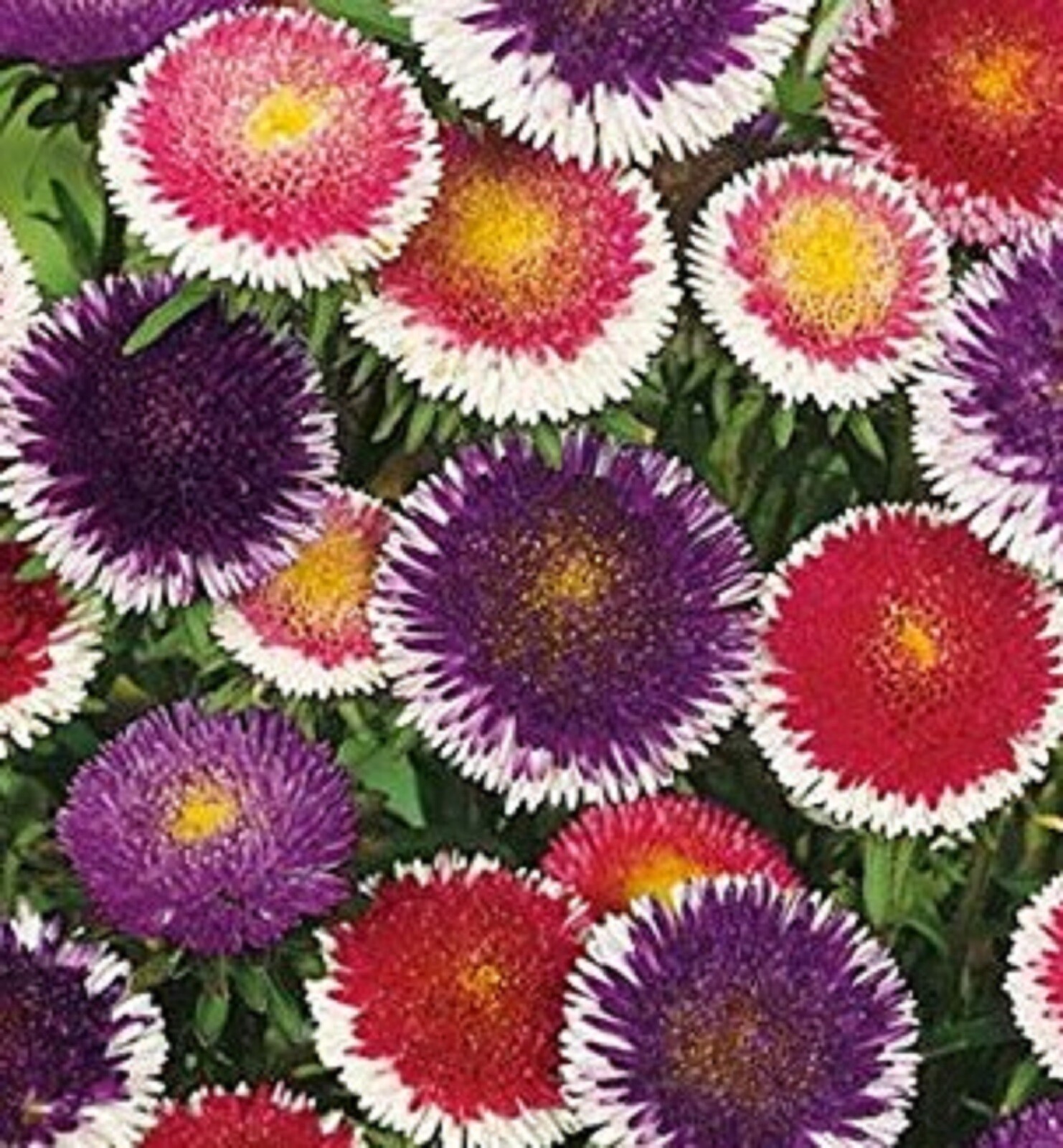 Aster Seeds Pompon Hi-No-Maru Mix 200 SEEDS –BUY 4 ITEMS FREE SHIPPING