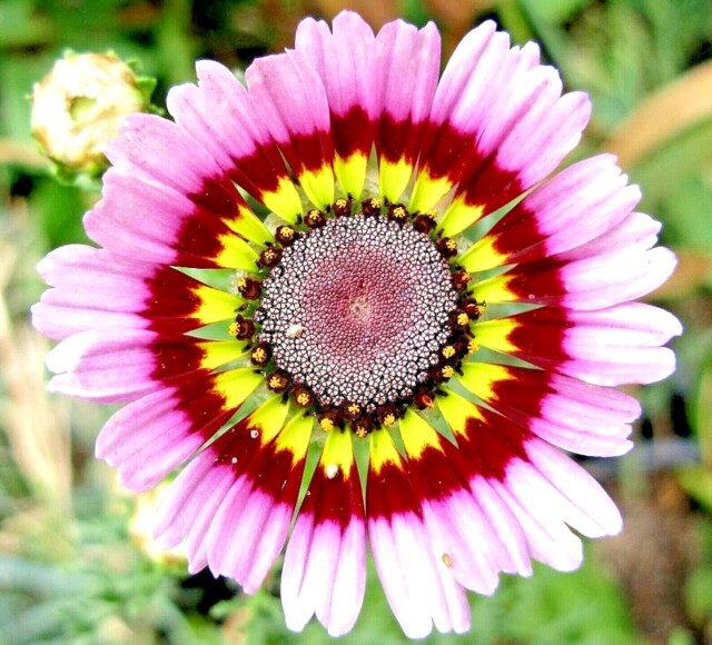 200+ Yellow Red Pink Painted Daisy Seeds for Garden – USA – FREE SHIPPING!