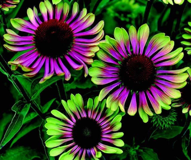 Echinacea purpurea Green Twister | 5_Seeds