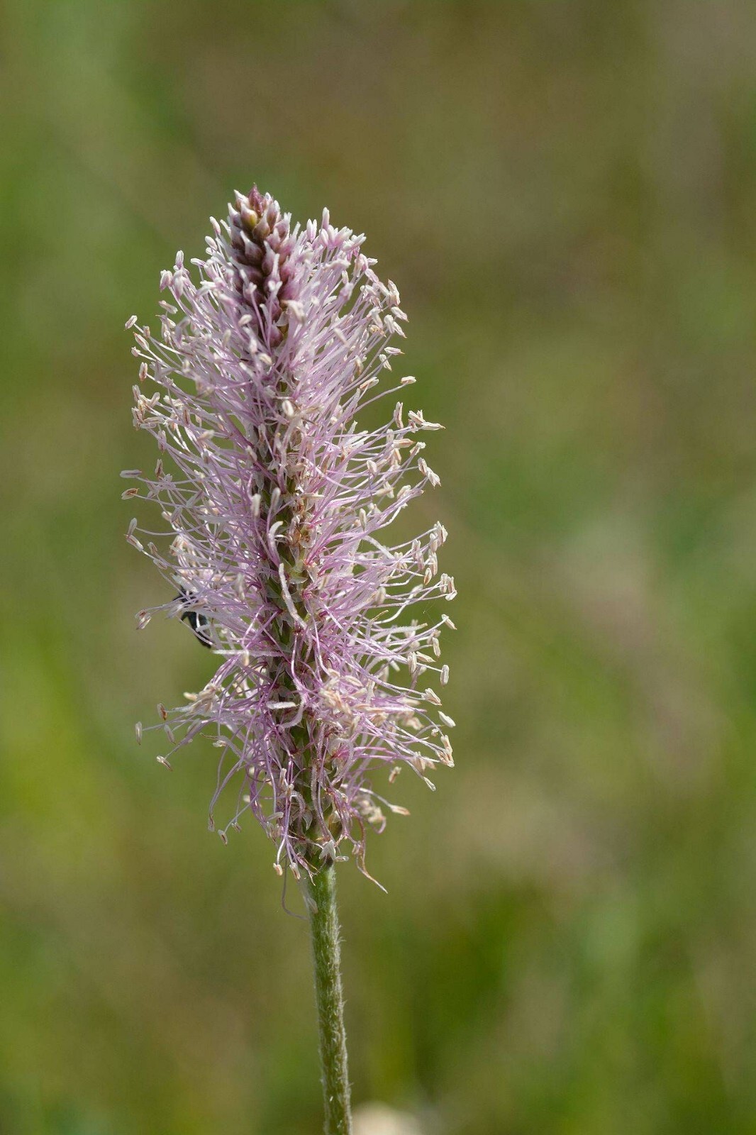 Flowering Plantain 50+ Seeds ~ Plantago media~ Bee & Pollinator Magnet, Hoary