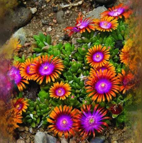 20 Ice plant drought resistant flower seeds for spring summer pink Yellow White