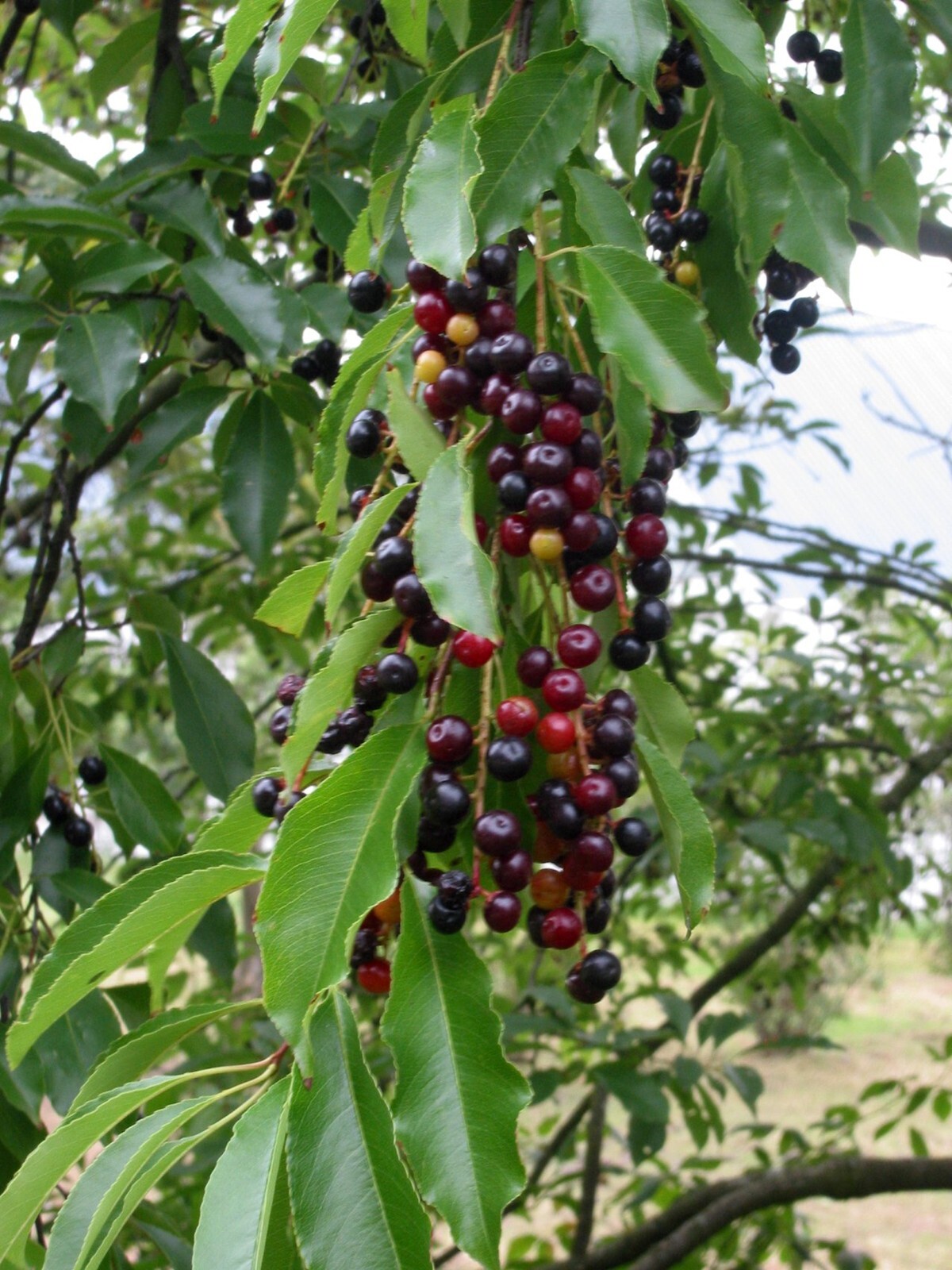 Black Cherry, Prunus serotina, Tree Seeds