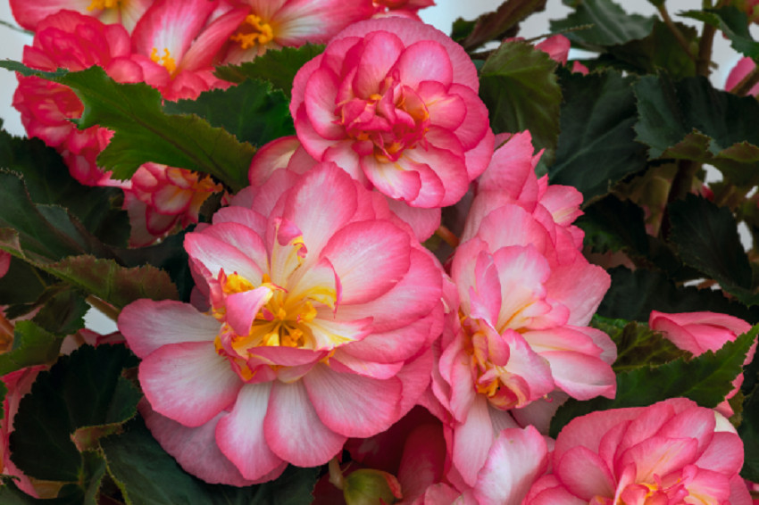 MPB#6 Begonia Seeds Nonstop Joy Rose Picotee Semi Trailing 15 pelleted Seeds