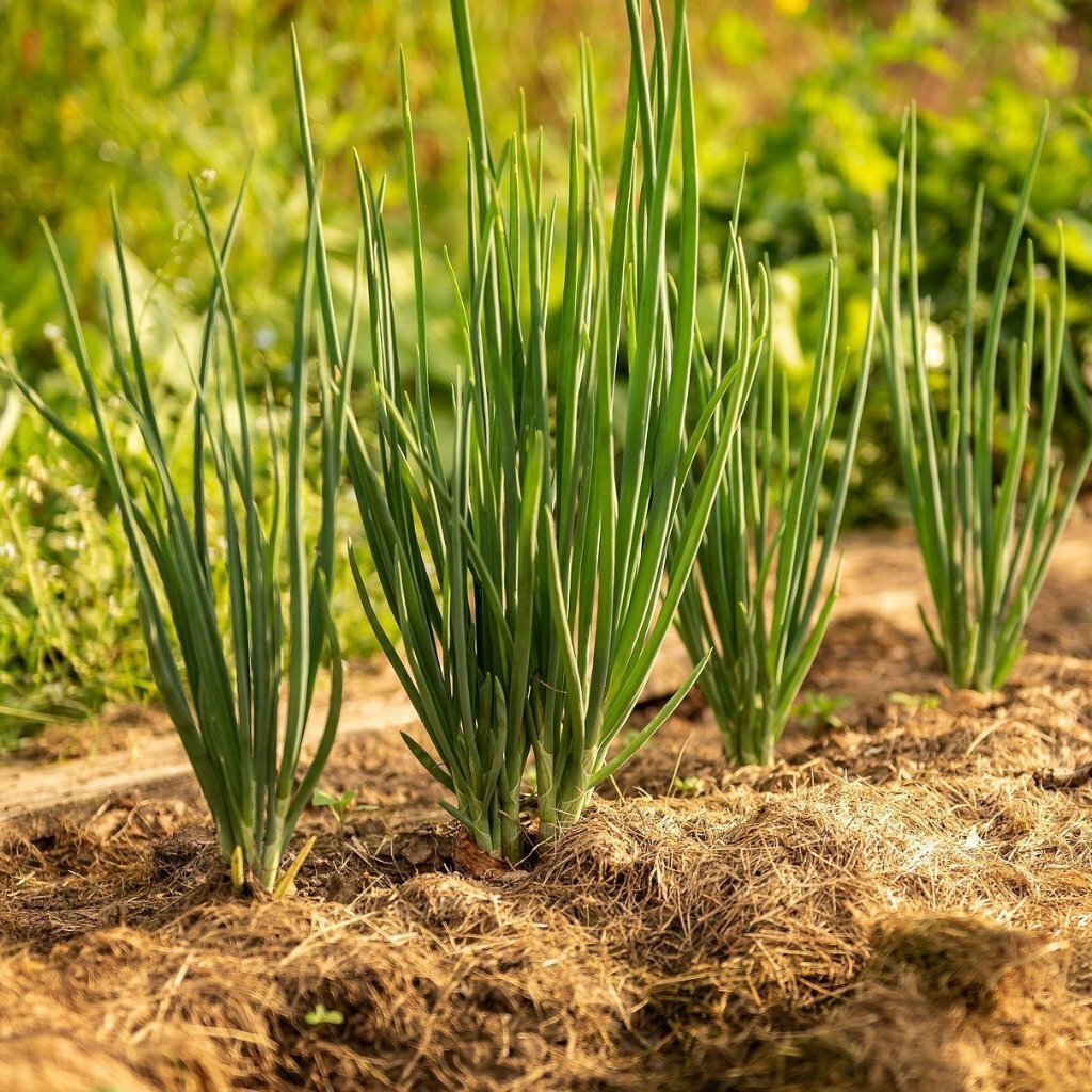 300 NEBUKA EVERGREEN BUNCHING ONION SEEDS FRESH HARVEST FOR GARDENS