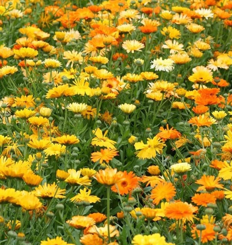 Calendula Flower Seeds, Pacific Beauty Mix, Pack of 2,000 Seeds Orange,Yellow