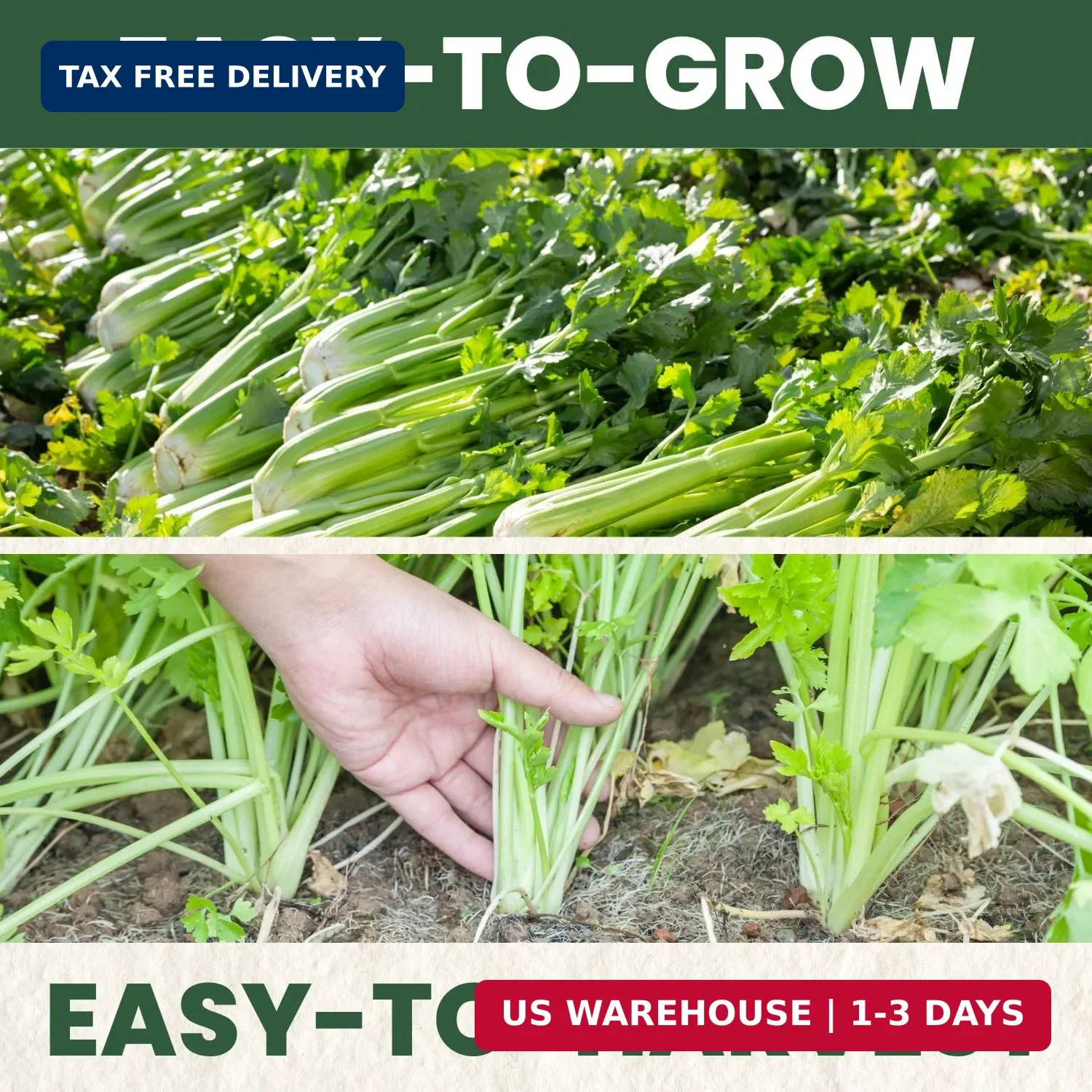 Celery Tall Utah – 4,500 Premium Seeds for Planting – Crisp, Aromatic, Slow-Bolt