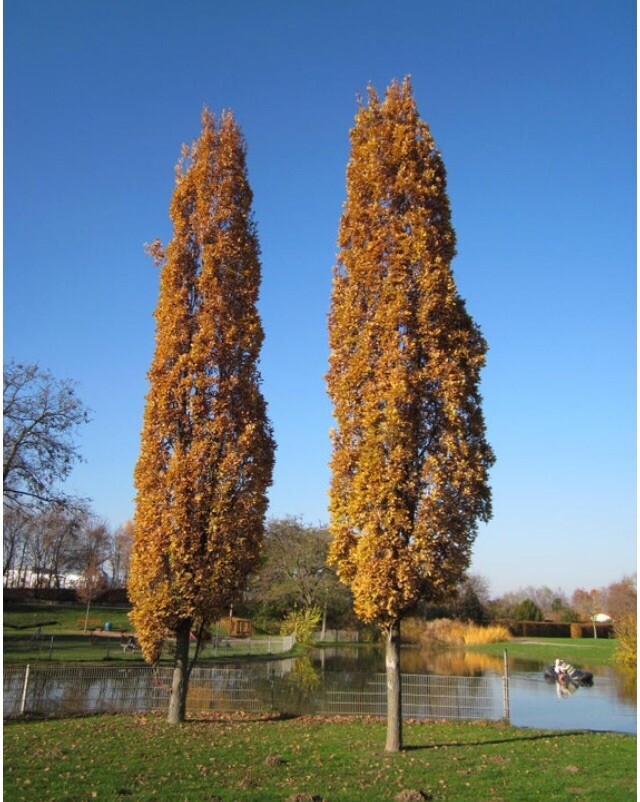 3 ft tall 3 year old Quercus robur Fastigiata , Columnar English Oak, bare root