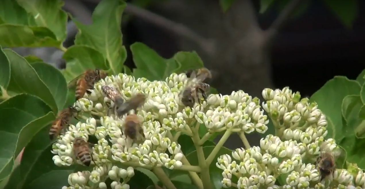 Korean Evodia | Bee-Bee Tree (Tetradium daniellii) Only Viable Seeds in USA