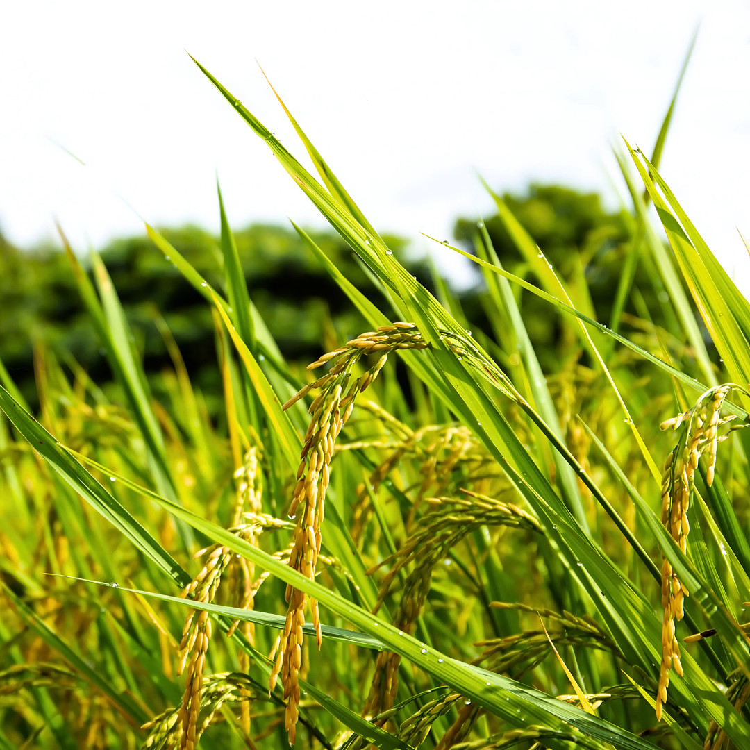 Fresh Thai White Jasmine Rice Seeds | Taiguo Xiang Mi | Heirloom Non-GMO | Grain