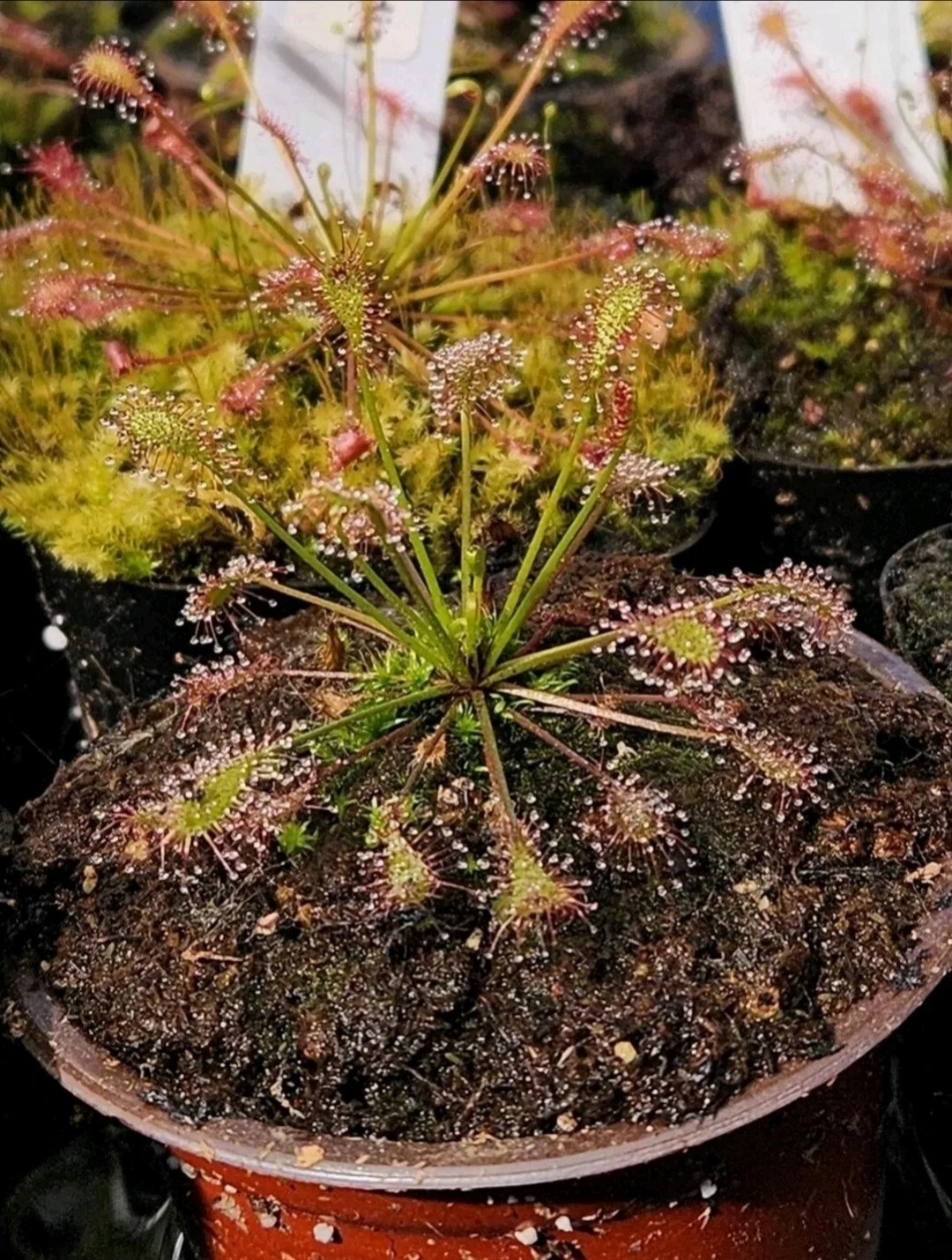 CARNIVOROUS PLANT 4 PACK- LIVE- USI (Sundews And Bladderworts)