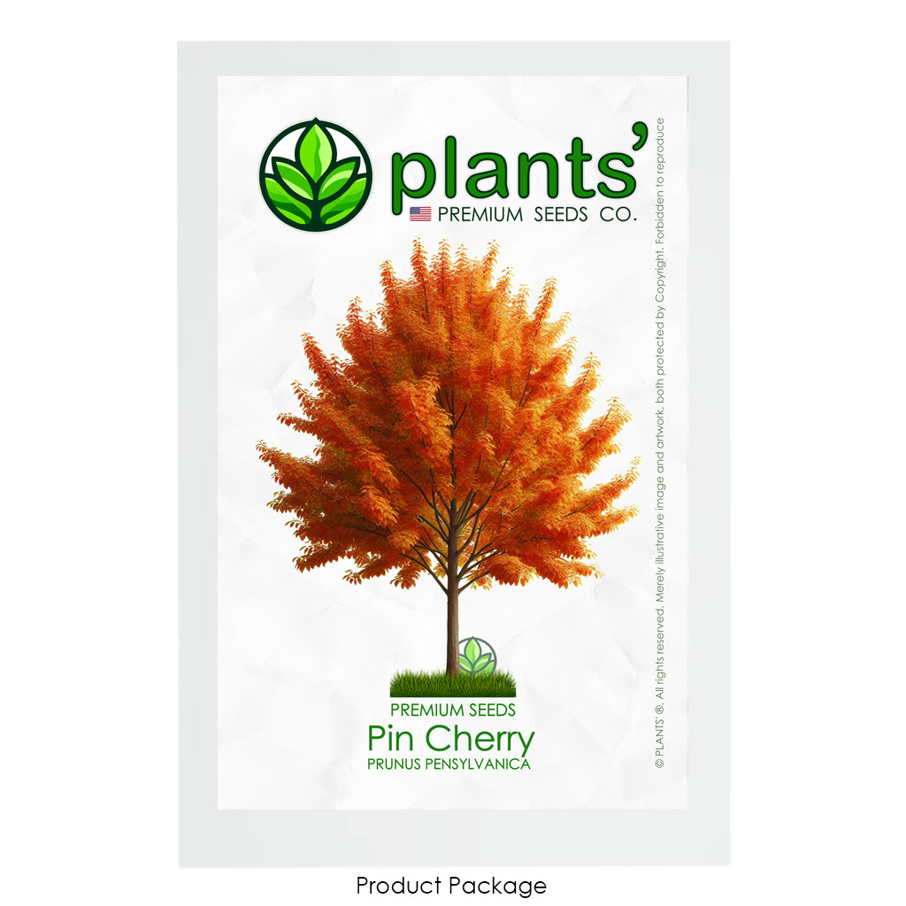 Pin Cherry Tree | Premium Seeds | Prunus pensylvanica ‘Fall’ | Plants’®