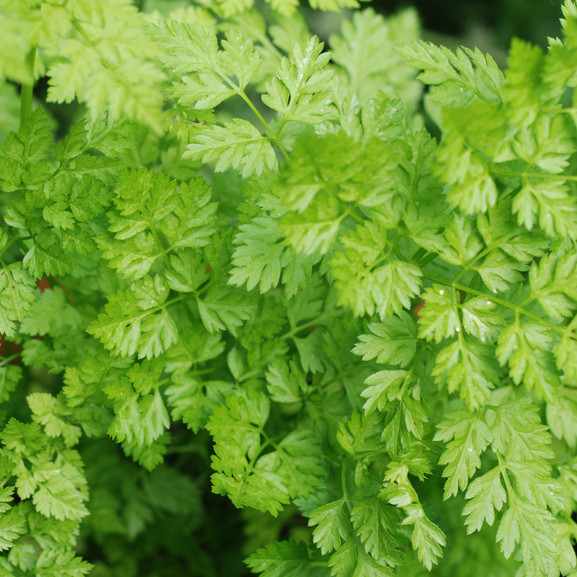 Chervil Seeds | Non-GMO | Herb Seeds | Seed Store | Free Shipping | 1170