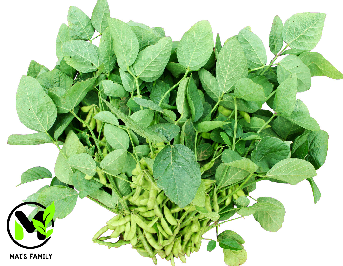 Triple Play Edamame Soybean Seeds Heirloom Non-GMO Open-Pollinated 75 Days