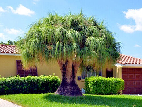 Ponytail Palm Tree Seeds Beaucarnea recurvata Elephant Foot Indoor House Plant