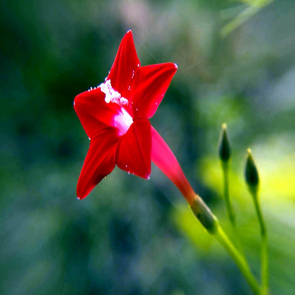 50 STAR GLORY SEEDS Cardinal Creeper Vine Flower Plant Butterflies Hummingbirds