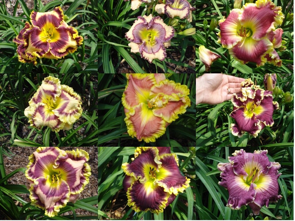Very High End MIXED DAYLILIES – (10) Bare Root Plants