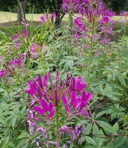 CLEOME Spider Flower Seeds 300+ Mixed Colors Pink, White, Purple Easy to Grow