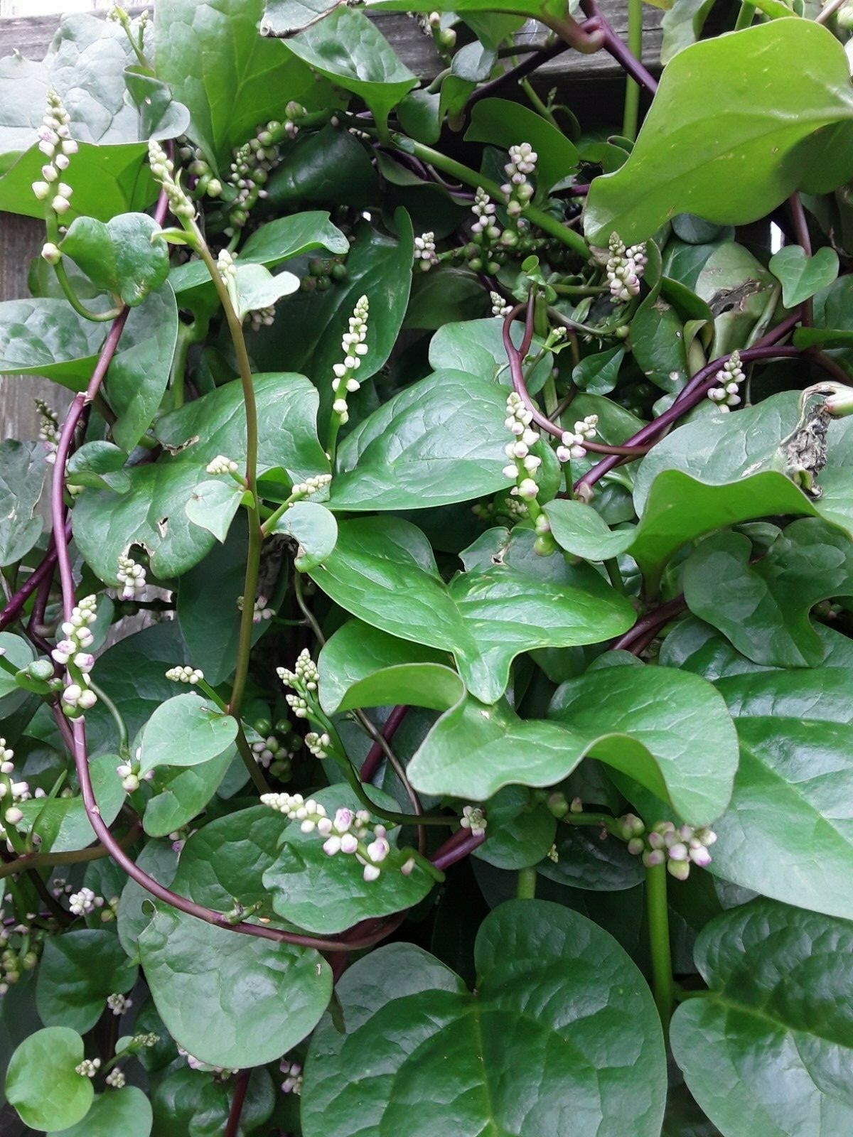 155+ Red Stem Malabar Spinach Alugbati Mong Toi Poi Sang Ceylon seeds