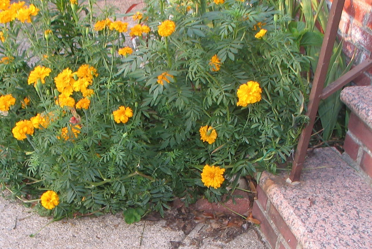 MARIGOLD SEEDS, 250, LOVELY ORANGE FLOWERS, VERY EASY TO GROW, ORGANIC FREE SHIP