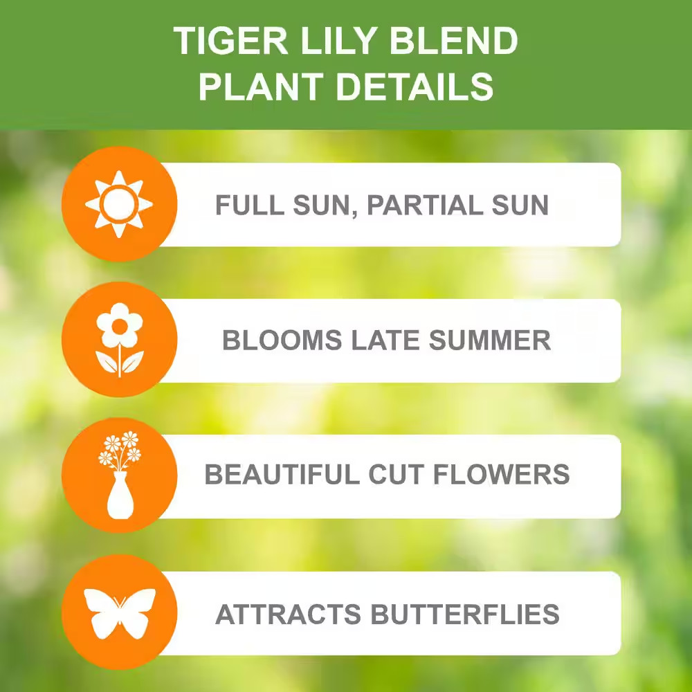14/16 Cm, Twinkle Tiger Lily Mixed Flower Bulbs (Bag of 20)